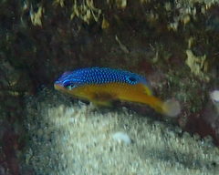 Stegastes flavilatus