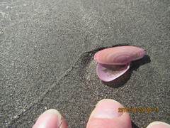 Gari lineolata