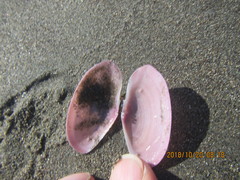 Gari lineolata