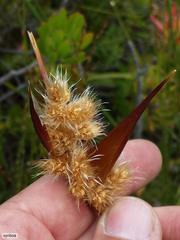 Ceratocaryum decipiens