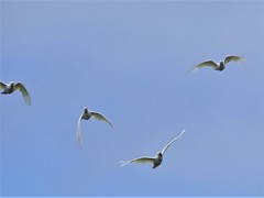 Cacatua galerita galerita