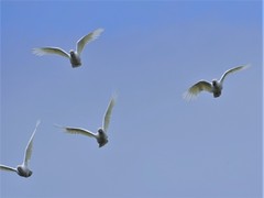 Cacatua galerita galerita