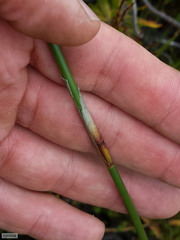 Ceratocaryum decipiens