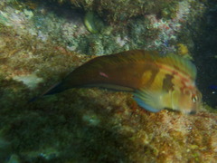 Ophioblennius steindachneri