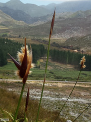 Ceratocaryum decipiens