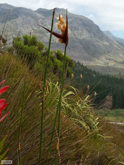 Ceratocaryum decipiens