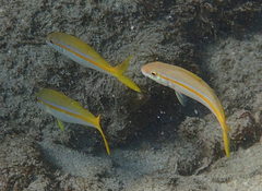 Mulloidichthys dentatus