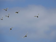Cacatua galerita galerita