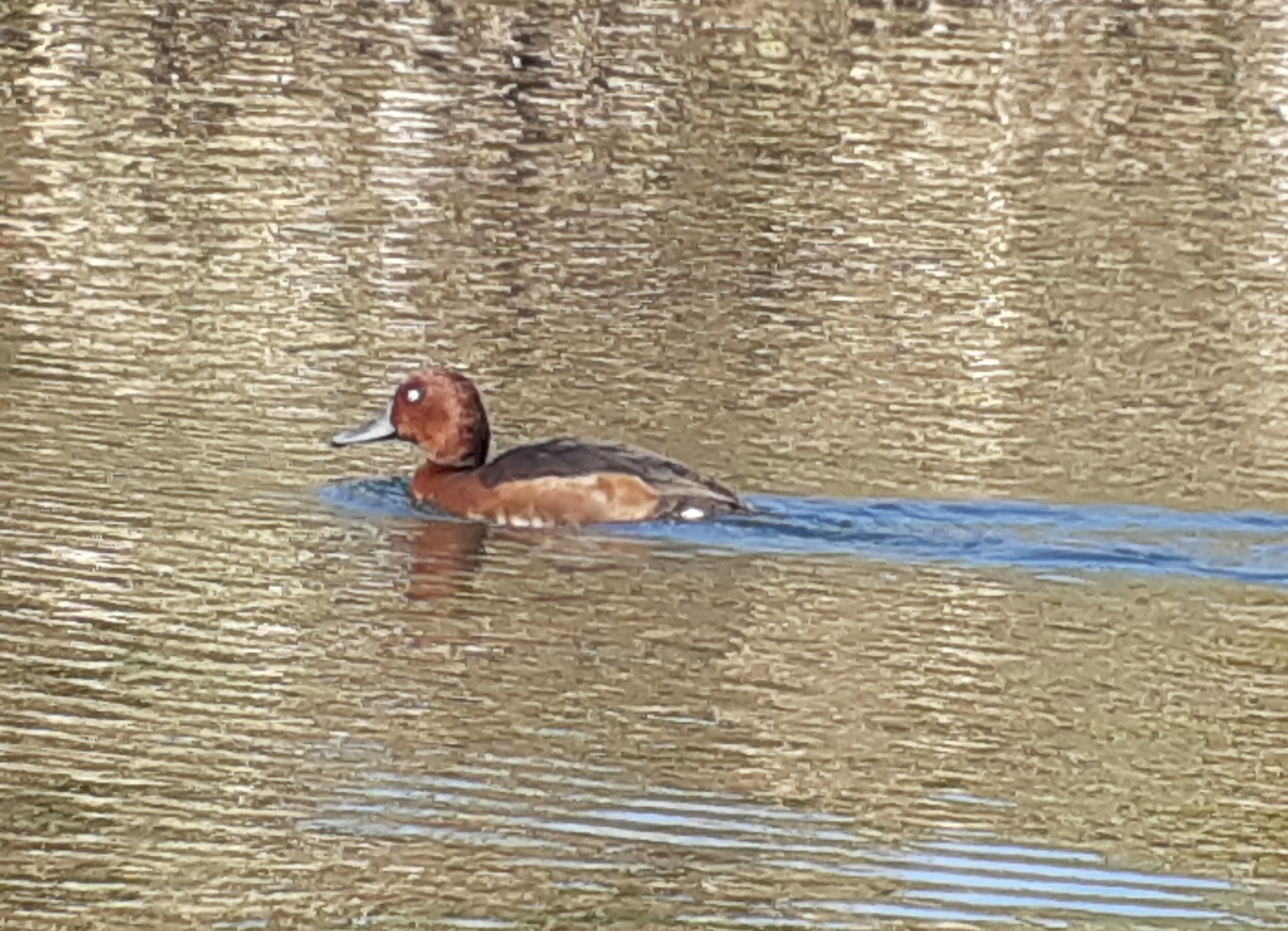 Ferruginous Duck