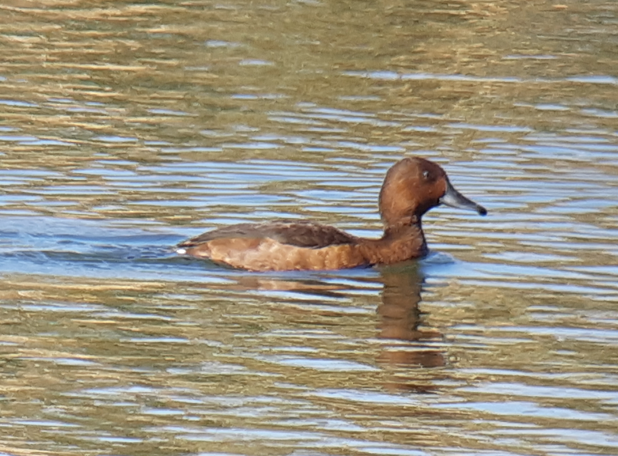 Ferruginous Duck