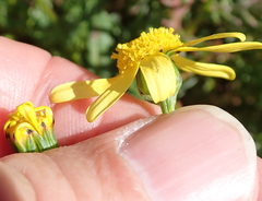 Senecio maritimus