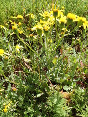 Senecio maritimus