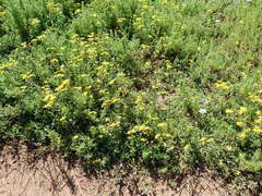 Senecio maritimus
