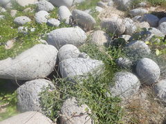 Froelichia xantusii