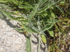 Froelichia xantusii