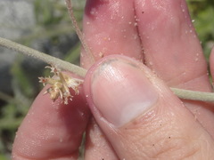 Froelichia xantusii