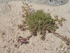 Portulaca californica