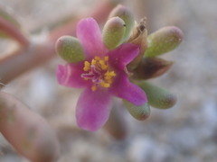 Portulaca californica