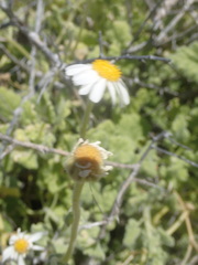 Perityle crassifolia