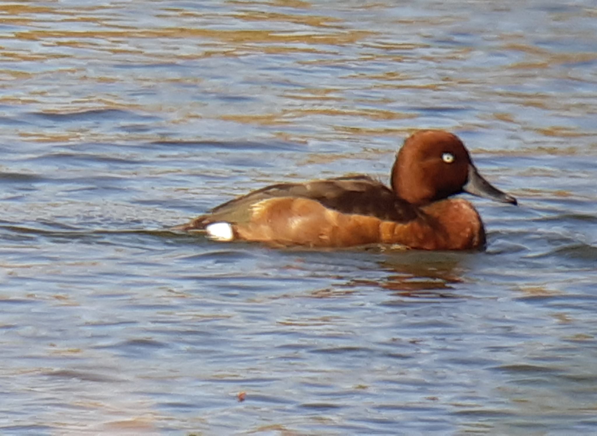 Ferruginous Duck