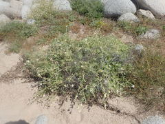 Perityle crassifolia