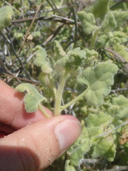 Perityle crassifolia