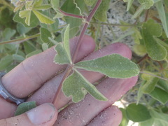 Passiflora pentaschista