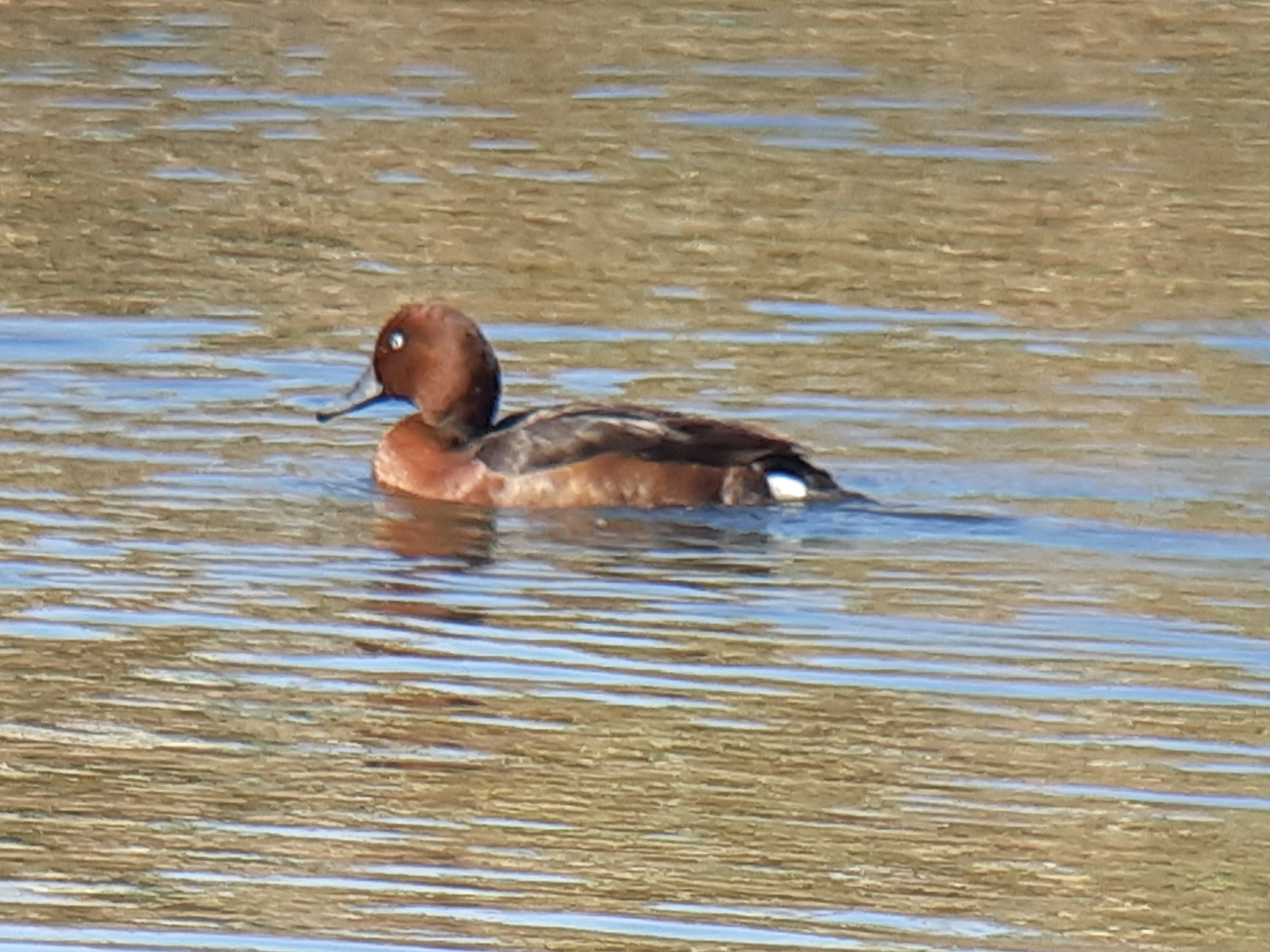Ferruginous Duck