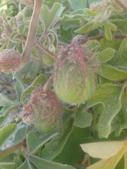 Passiflora pentaschista
