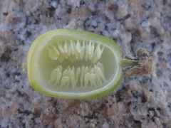 Passiflora pentaschista