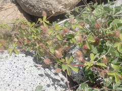 Passiflora pentaschista