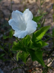 Ruellia leucantha