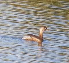 Tachybaptus ruficollis