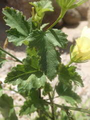 Hibiscus ribifolius