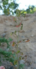 Desmodium glabrum