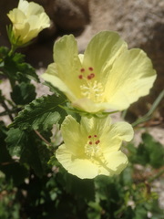 Hibiscus ribifolius