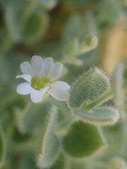 Drymaria debilis
