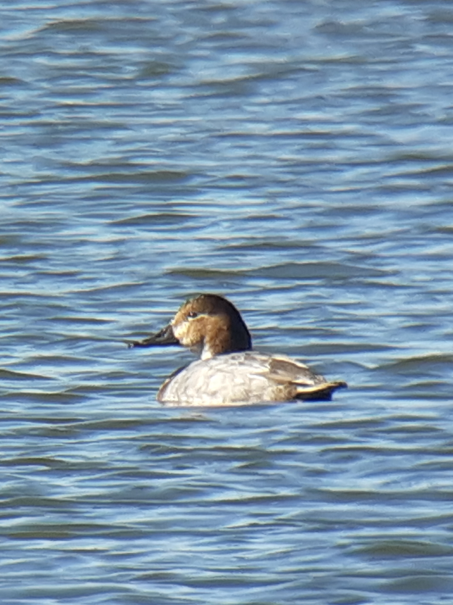 Common Pochard