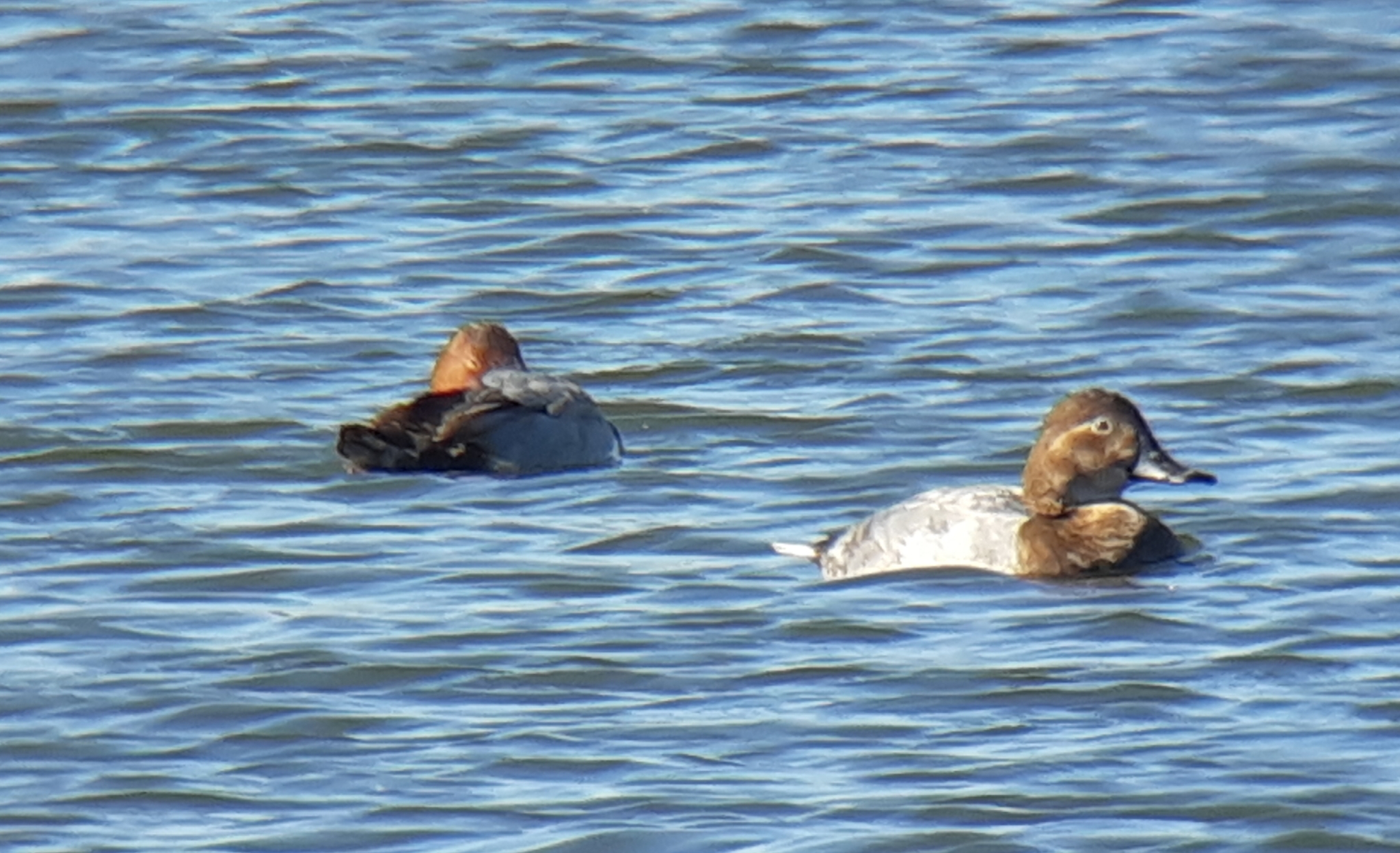 Common Pochard
