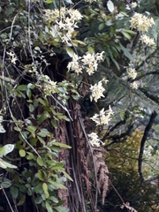Clematis foetida