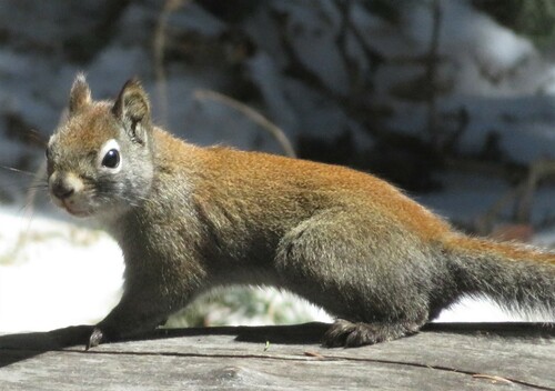 Fremont's Squirrel, Bernalillo County, NM, USA, photo 8 of 10