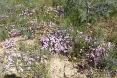 Lampranthus leptaleon