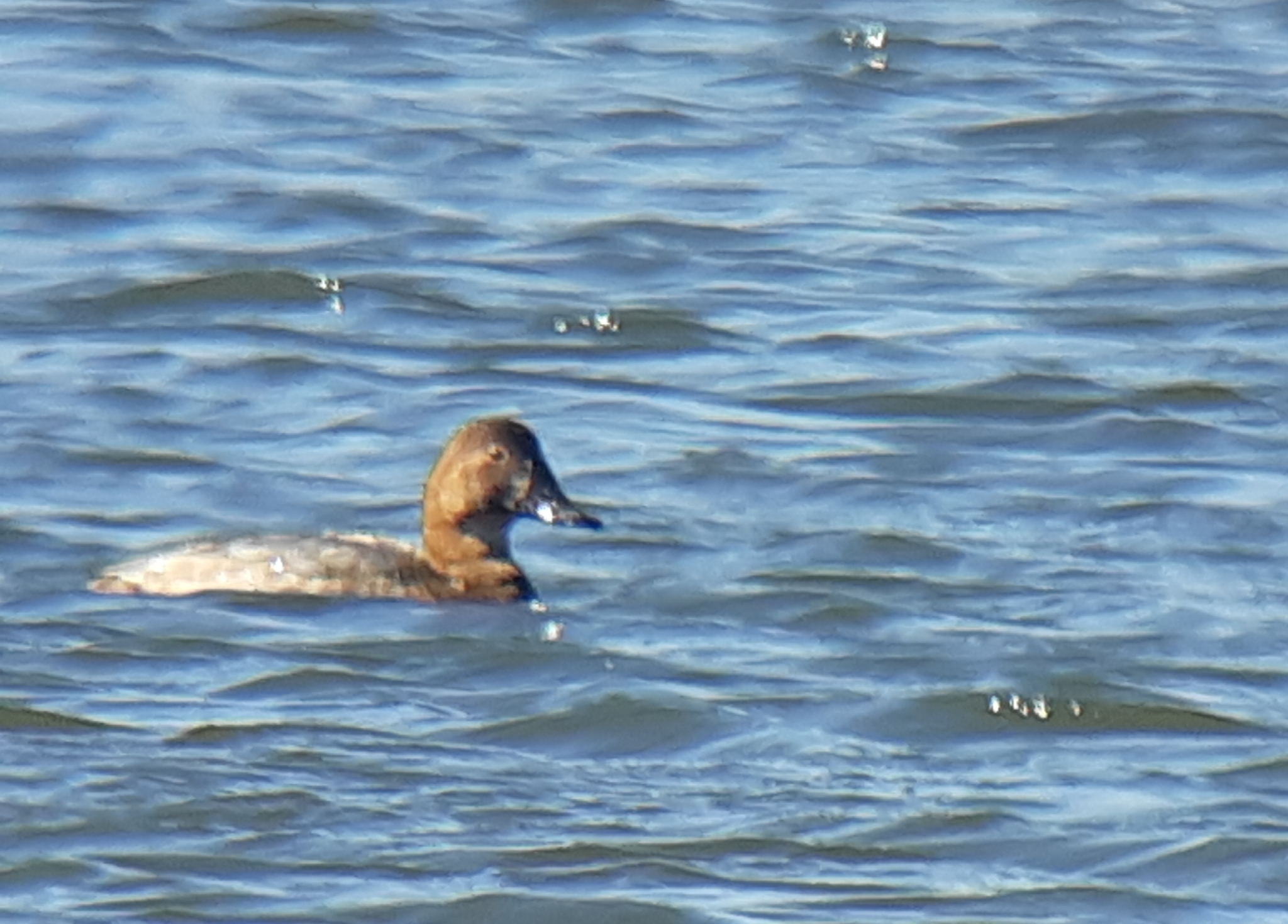 Common Pochard