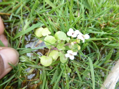 Nasturtium microphyllum