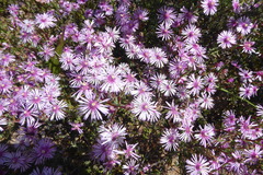 Lampranthus leptaleon