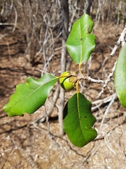 Diospyros vescoi