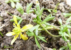 Ranunculus amphitrichus