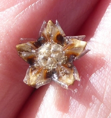 Lampranthus leptaleon