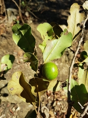 Diospyros vescoi