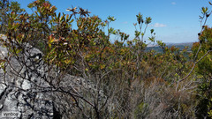 Leucadendron microcephalum